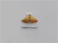 藏品(尺蛾290)的圖片